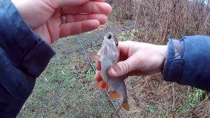 Ловля на траву в проводку осенью. Ловля на поплавок. Река Дон.(LiveFishing)