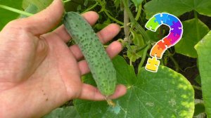 Как срывать огурцы Правильно?