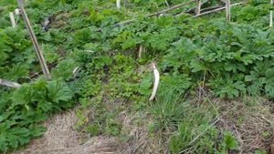 Уничтожение борщевика. Работа гербицида