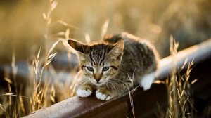Звуки котенка (Злится, шипит и рычит) | (3 Минуты)