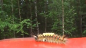 Кистехвост обыкновенный. Мы заметили необычную гусеницу. Грех не показать!