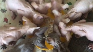 #сфинксы Котята кушают курочку | ням-ням ?