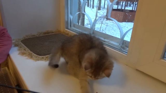 Кот Amadey Melody SunRay Британский котенок окраса золотой тикированный BRI ny 25