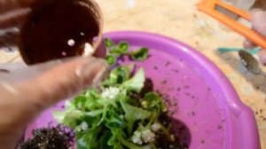 Когда пора пересаживать ФИАЛКУ на ФИТИЛЕ/Пересадка или переукоренение?