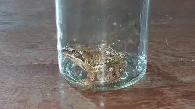 ОТДАТЬ ХВОРЬ ЖАБЕ. СИЛЬНО. ДЛЯ ВСЕХ. ВЕДЬМИНА ИЗБА ▶️ ИНГА ХОСРОЕВА смотреть онлайн