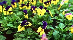 Sorbet & Sorbet XP Viola