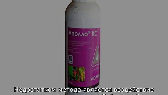 Паутинный клещ на яблоне