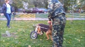 Инвалидные коляски Animal Mobile для собак с ограниченной подвижностью.