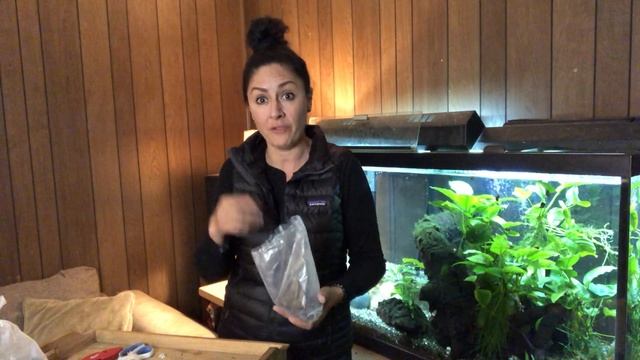 Dwarf lily bulbs aquarium Nymphaea Rubra Stellata plant Koi Kompanion purchase review unboxing day