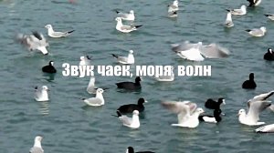 Звук чаек, моря, волн