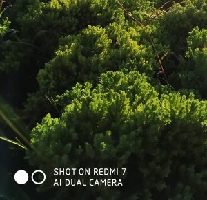 можжевельник казацкий стрижка