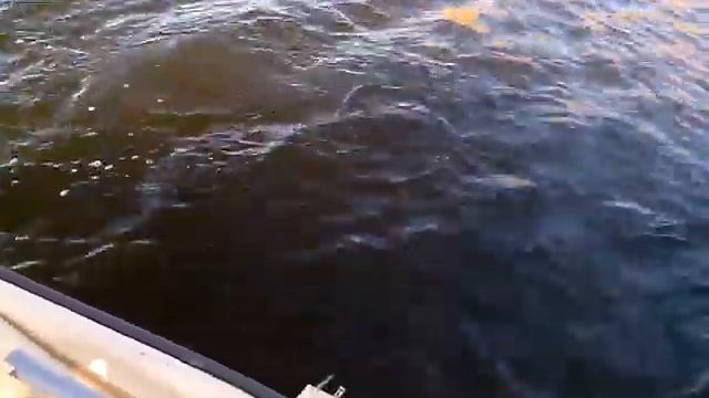 Щука весом 3800 кг смотреть онлайн