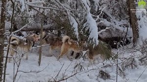 Лайки работают по крупному кабану