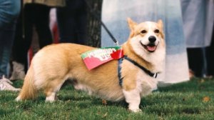 Корги – корги пемброк и корги кардиган. Корги порода собак. Цена, характер, болезни и отличия.