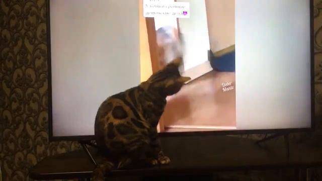 Бенгальская кошка смотреть онлайн