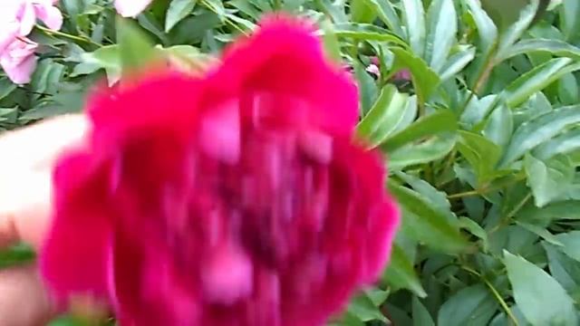 НА ДАЧЕ ) ПЕРВЫЕ РОЗОЧКИ ) ПОСЛЕДНИЕ ПИОНЫ ) смотреть онлайн