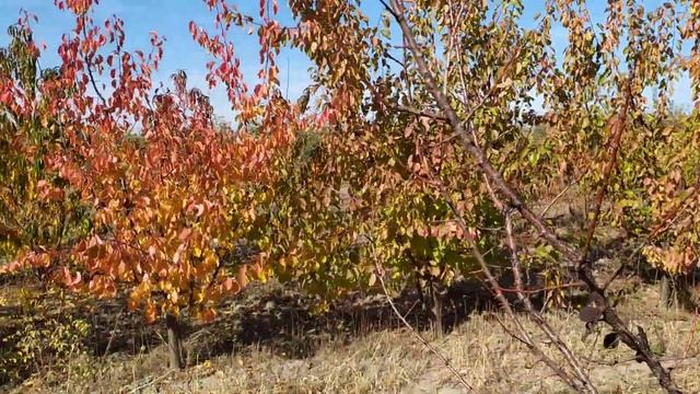 сравнение деревьев на пумиселекте, жердели и алыче смотреть онлайн