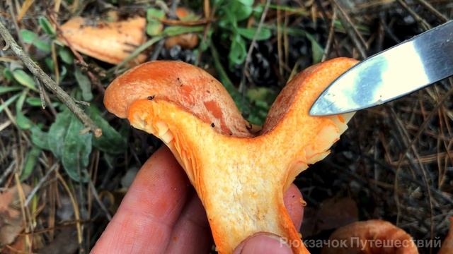 Рыжик сосновый настоящий царь грибов. От шляпки до ножки, чтобы не пропустить волну рыжих грибов