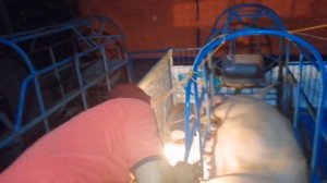 TAIL DOCKING How to cut tail of new born piglets without stress #newbornPiglets