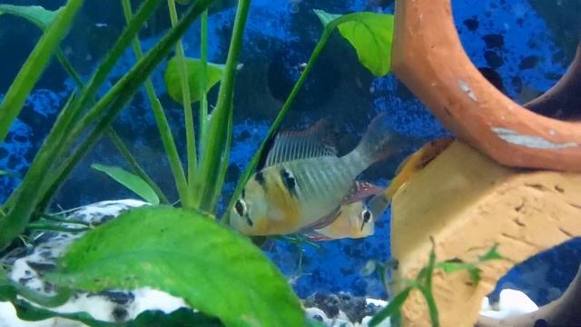 Боливийские бабочки нашли друг друга! смотреть онлайн