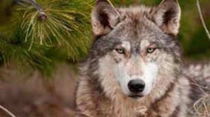 Волк стал защитником и другом деревенских детей. Интересные истории из жизни животных.