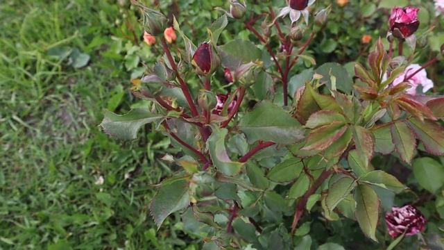 Прогулка по розарию часть 3. Самые неприхотливые сорта роз. смотреть онлайн