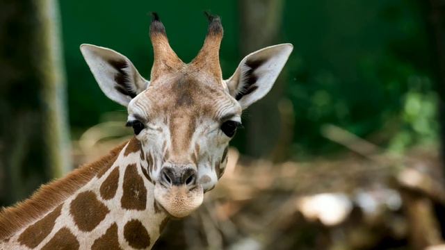 Красивая музыка. Расслабляющая музыка. Релакс. Мир животных. Природа. смотреть онлайн