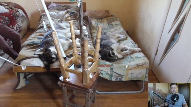 Энтерит у собак, интересный случай