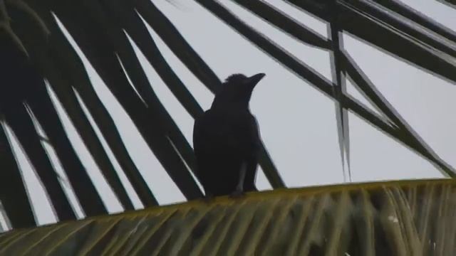 NIKON COOLPIX L820 ZOOMING TEST смотреть онлайн