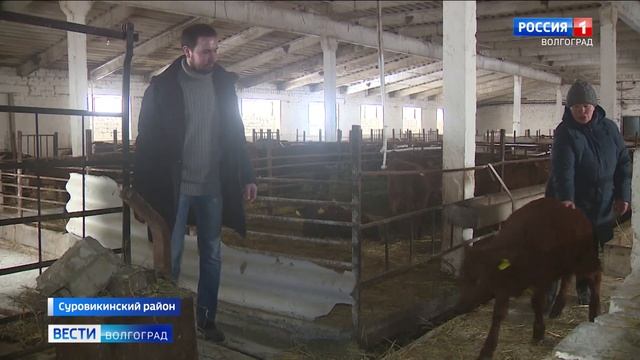 Секрет водоросли: волгоградские животноводы апробировали новую кормовую добавку