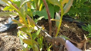 Нормирование побегов у голубики.