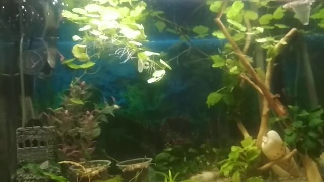 Молодая парочка гурами позирует перед камерой смотреть онлайн