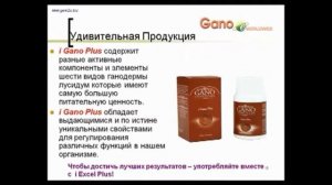 Ганодерма   трава бессмертия Organo Gold inffo organogold com