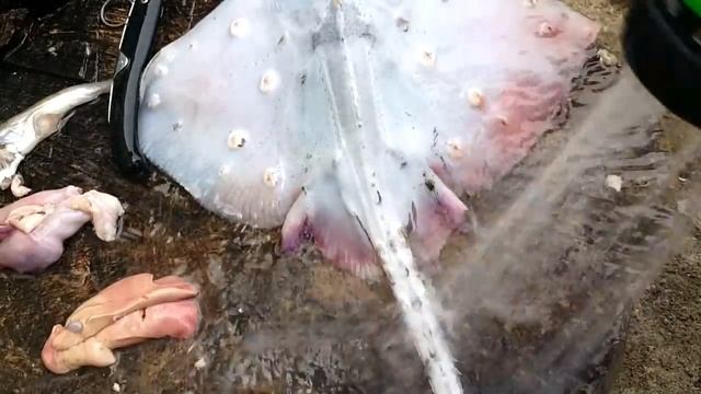 ЖАРЕНАЯ ЛИСА РЫБАЛКА НА ЧЕРНОМ МОРЕ РЕЦЕПТЫ СЮФ смотреть онлайн