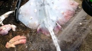 ЖАРЕНАЯ ЛИСА РЫБАЛКА НА ЧЕРНОМ МОРЕ РЕЦЕПТЫ СЮФ