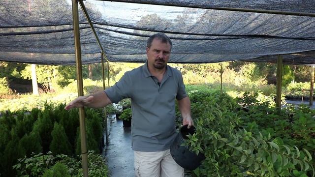 How to grow Kumson Forsythia (Variegated) with detailed description смотреть онлайн