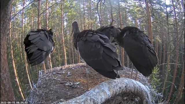 Must-toonekurg:ciconia nigra:: Goshawk flies past. The storklets throw up their food! смотреть онлайн