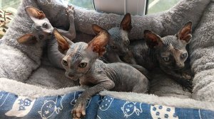 Канадские сфинксы- котята на продажу.