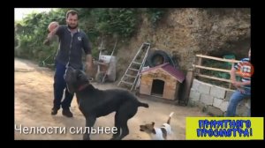 РОТВЕЙЛЕР ПРОТИВ КАНЕ КОРСО! КТО КОГО?!