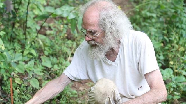 English Pennyroyal (Mentha pulegium) смотреть онлайн