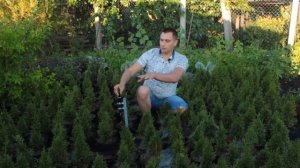 Пять видов полива в питомнике декоративных растений