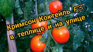 Сравнение гибрида томата Кримсон Коктейль F3 в теплице и на улице на 2 августа