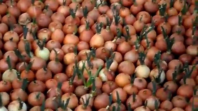 Сохнут концы пера у лука смотреть онлайн