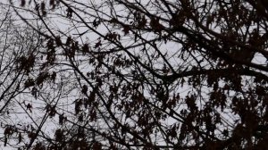 Полет грифов.