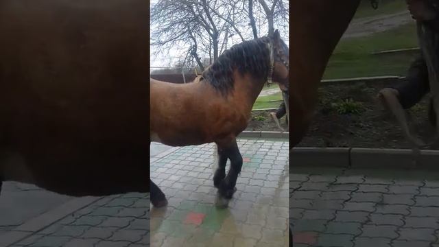 СОВЕТСКИЙ ТЯЖЕЛОВОЗ продам смотреть онлайн