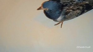 Нашли птенца голубя. Взяли покормить и вырастить.