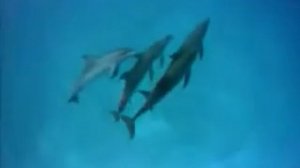 Энигма дельфины