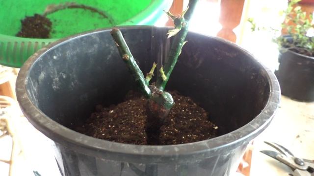 Розы. Ранняя покупка. Как сохранить//Nataliya Alekseeva// смотреть онлайн