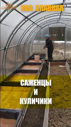 Ива Славная: Саженцы и куличики (06.04.2024)