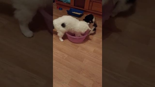 Manya and Belka СМЕШНЫЕ КОТЫ. СМЕШНЫЕ КОШКИ. СМЕШНЫЕ ЖИВОТНЫЕ. FUNNY CATS. FUNNY ANIMALS.